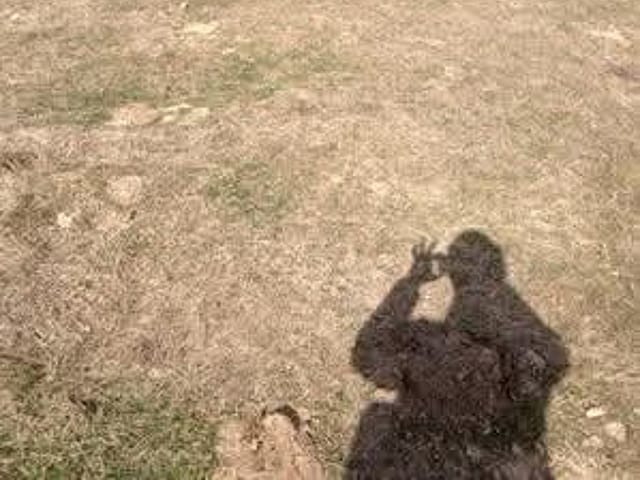 Telecommunications site inspection