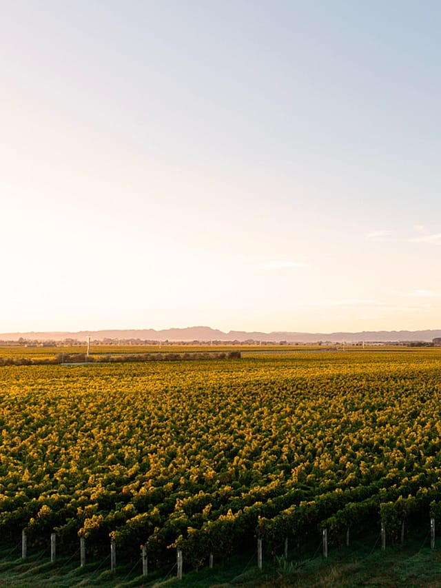 Carlile Dowling, Hawke's Bay lawyers since 1874