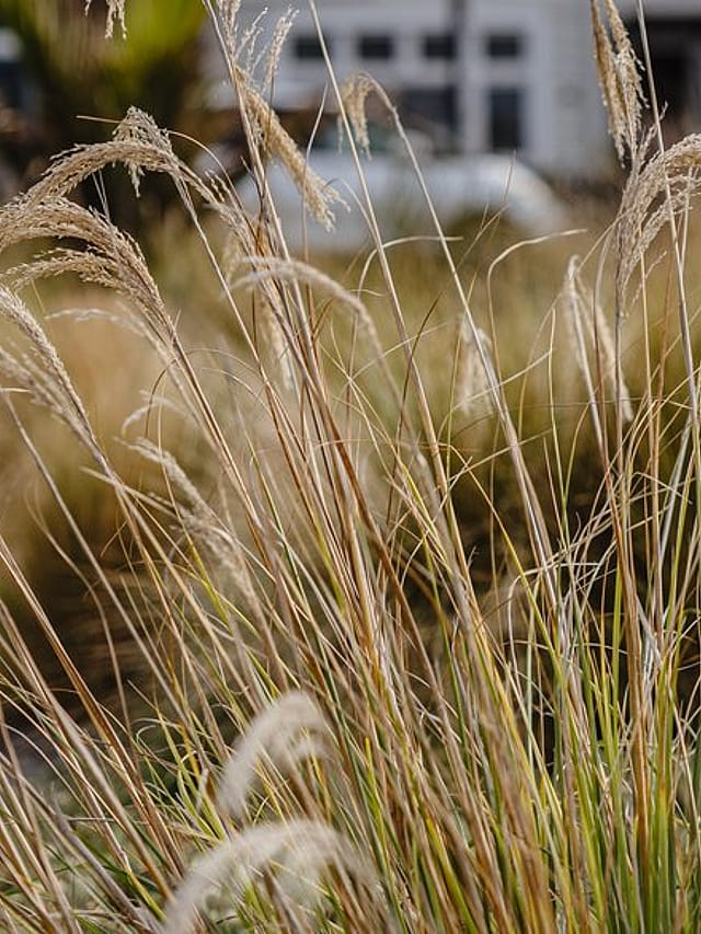 Carlile Dowling legal services in Hawke's Bay